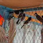 بلبول كشميري