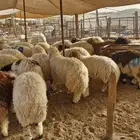اضاحي طيبة
