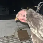 انثى