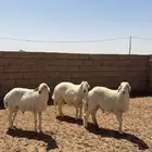 ضحايا حري بريه