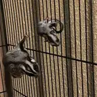 زوج شوقر قلايدر