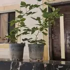 للبيع شتلات توت بلاك بيري
