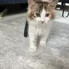 قط صغير للتبني