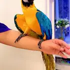 فروخ مكاو بلو اند قولد اليفه جدا ماشاءلله تم البيع