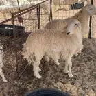 طليان ضحايا