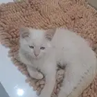 قط للتبني