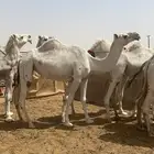 مطلوب راعي ابل للعمل بيشه