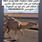 ذهيب لقحه