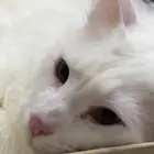 الرياض