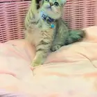 قط اسكوتش ستريت للبيع