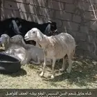 2747 - حي النهضة  67824 - 7193