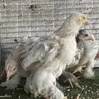 صوص براهما توووب
