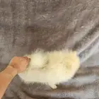 كلاب بومرينيان بيور للبيع