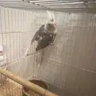 ذكر كروان