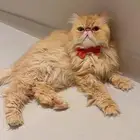 قط للتبني