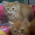 قط هاف بيكي للبيع