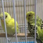 جوز بادجي بفروخهه