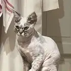 قط ه مفقوده ف دمج من شهرين تقريا
