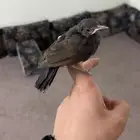 تم البيع