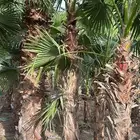 نخل واشنطن نخل واشنطونيا نخل زينه