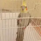كروان للبيع ينبع