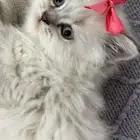 للبيع قطط سكوتش ستريت و فولد