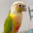 كنيور اليف مناسب للاطفال