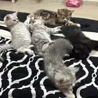 6 قطط للبيع