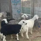 طليان وتيوس بريه شرط