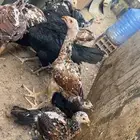 فروخ سنود صافيه