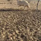 طلي جبر ناهي
