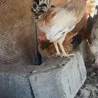 دجاج