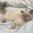 للبيع انثى قطة سكوتش