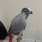 كاسكو ثلجي(تم البيع)