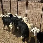 طليان ورخال تربية(تم البيع)