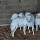 بيع وذبح وتوصيل حريات طيبه