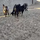 جفار للبيع