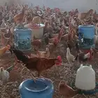 دجاج بلدي اعمار شهرين ونصف