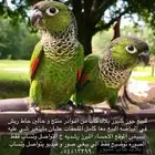 للبيع جوز كنيور بلاك كاب منتج