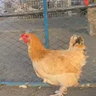 تم البيع الله يبارك لشاري ويعوض البايع