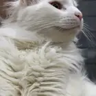 قط للتبني معقم