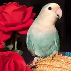 للبيع ببغاء الروز الأليف