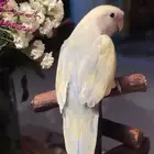للبيع ببغاء الروز الاليف