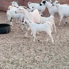 معزا بيشيات خلفات