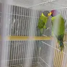 جوز دره بالم هد منتج