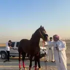 حصان فرنسي مستورد قطر دماء ابطال