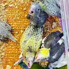 فروخ كروان وروز