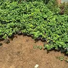 تنسيق حدائق اشجار زينه اشجار متسلقه جهنمية