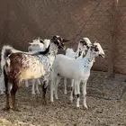 جفار بيشي كحل وعفر تأسيس مراح