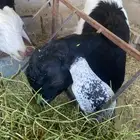 تيوس وجفره للبيع